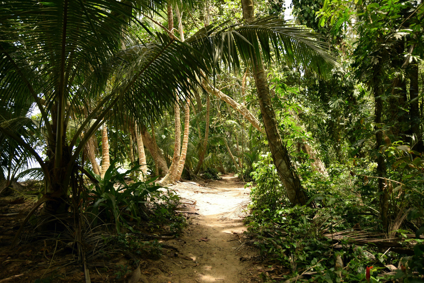 Wonders of Costa Rica: 7 Days of Rainforests, Wildlife, and Coastal Escapes - BEACH TO BRAES