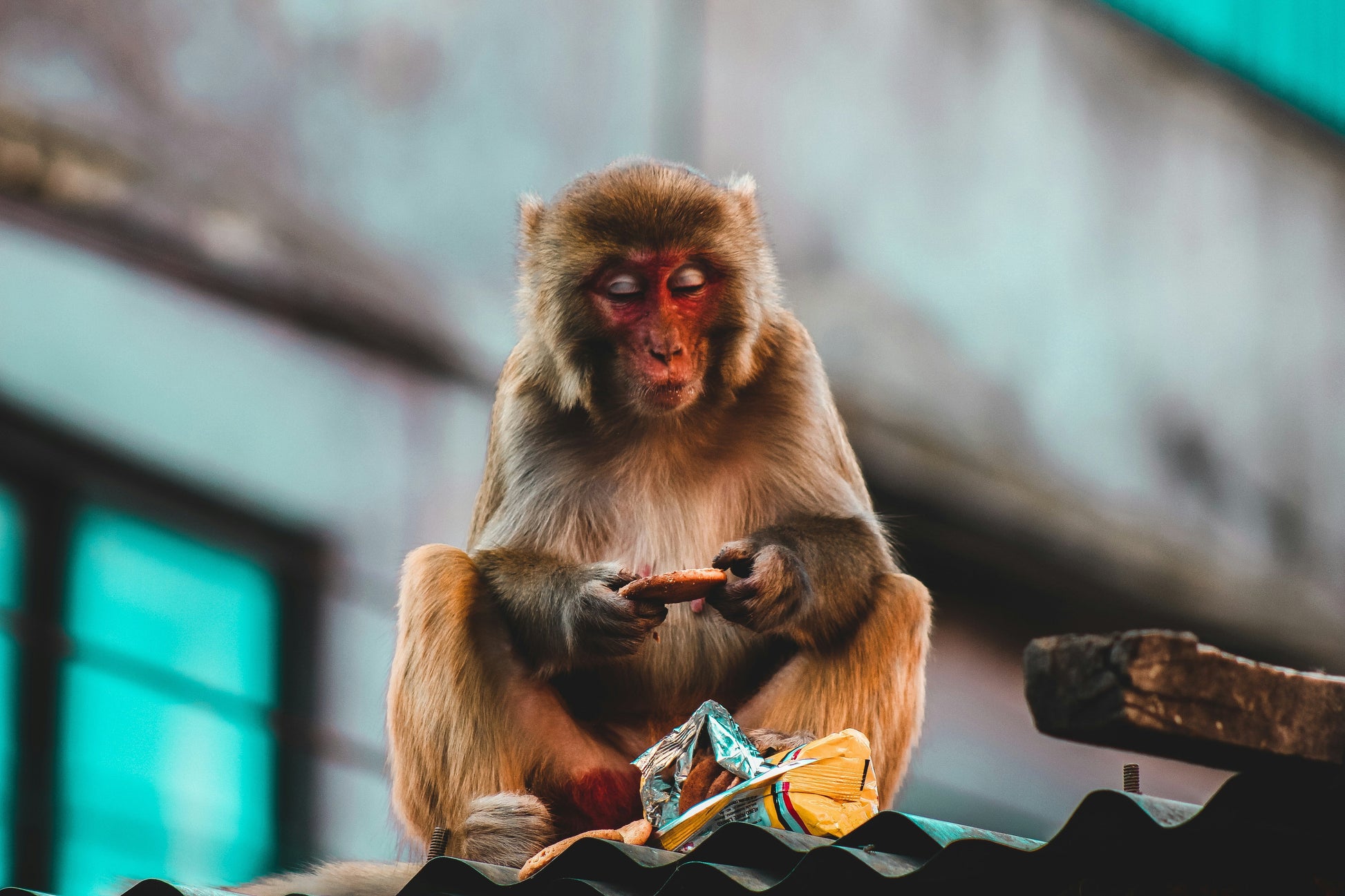 ildlife in Nepal - Monkey Exploring 
