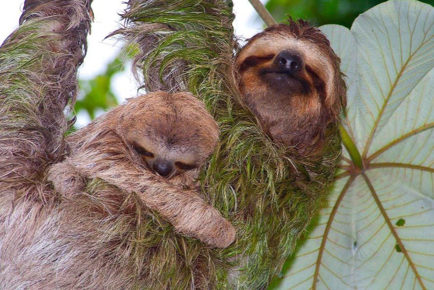 Costa Rica Wildlife - Sloth Relaxing in Jungle