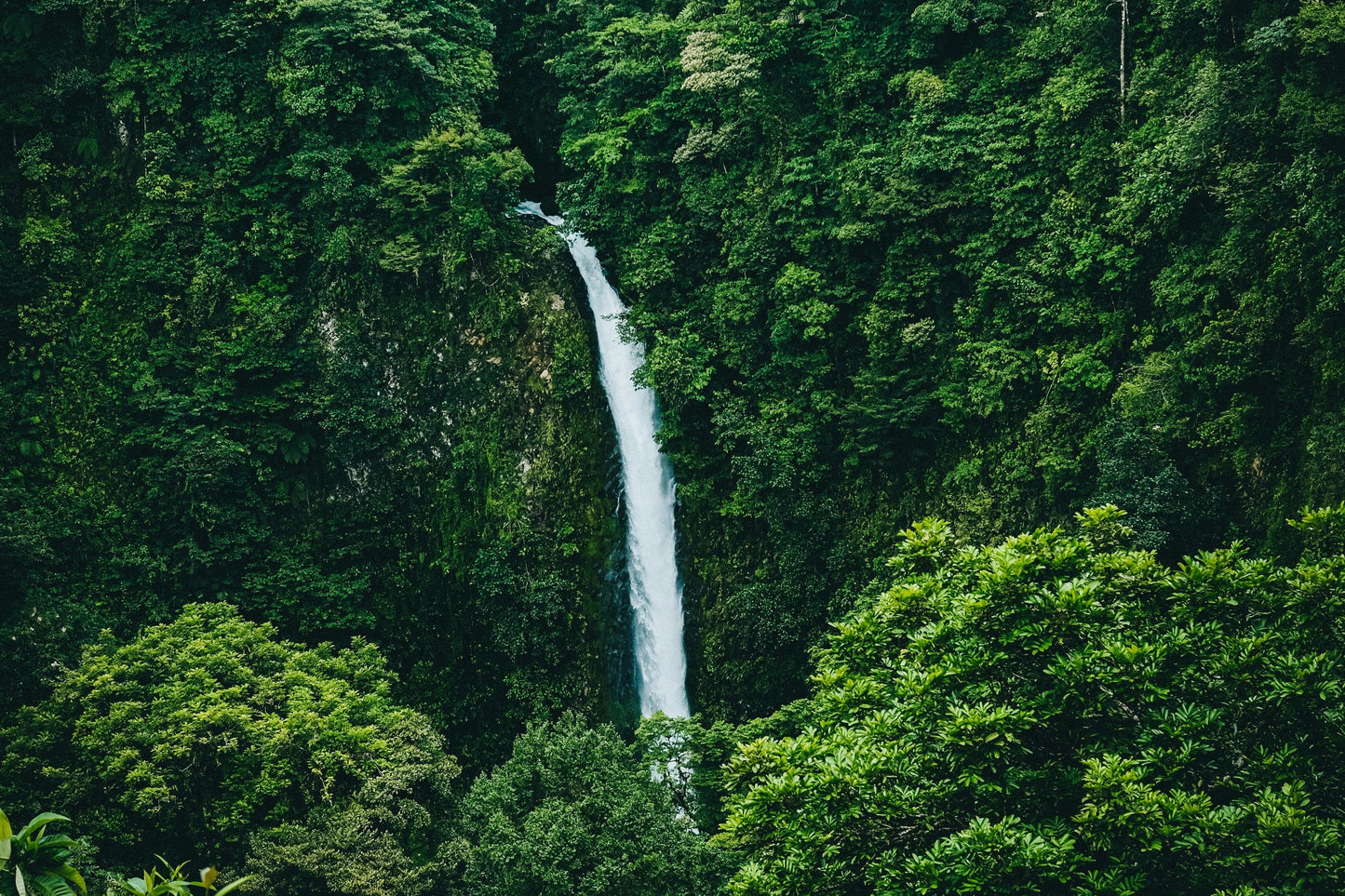 A tall waterfall falling from the Costa Rican canopy.