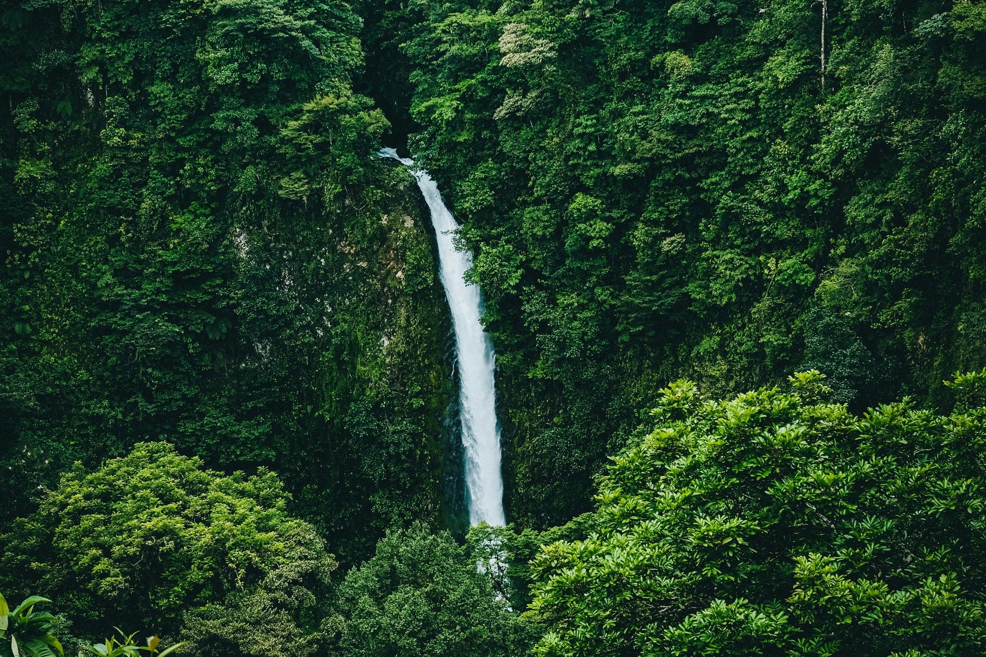A tall waterfall falling from the Costa Rican canopy.