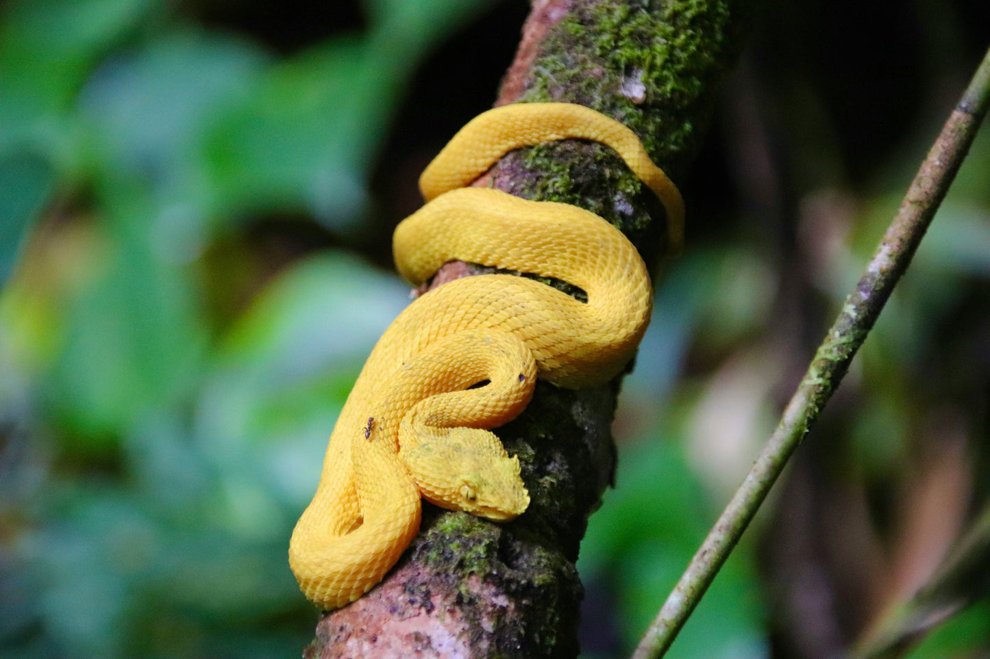 Wonders of Costa Rica: 7 Days of Rainforests, Wildlife, and Coastal Escapes - BEACH TO BRAES