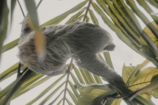 Wonders of Costa Rica: 7 Days of Rainforests, Wildlife, and Coastal Escapes - BEACH TO BRAES